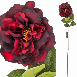 Róża bordowa Aluro