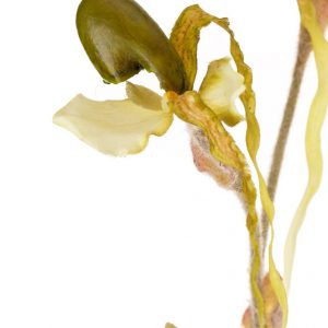 SPRZEDANE Roślina sztuczna.- exotic orchidea Aluro
