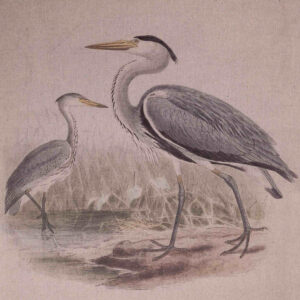 Canvas na płótnie lnianym – Ptaki brodzące B_Aluro