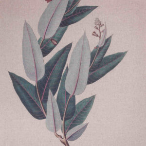 Canvas na płótnie lnianym – Rośliny, zioła C_Aluro